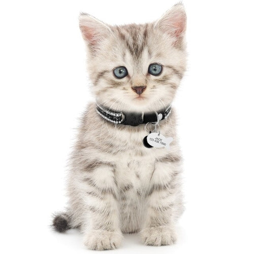 Kitten Cat Name Collar Quick Release Pet Cat